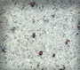 Kashmire White Granite Sample